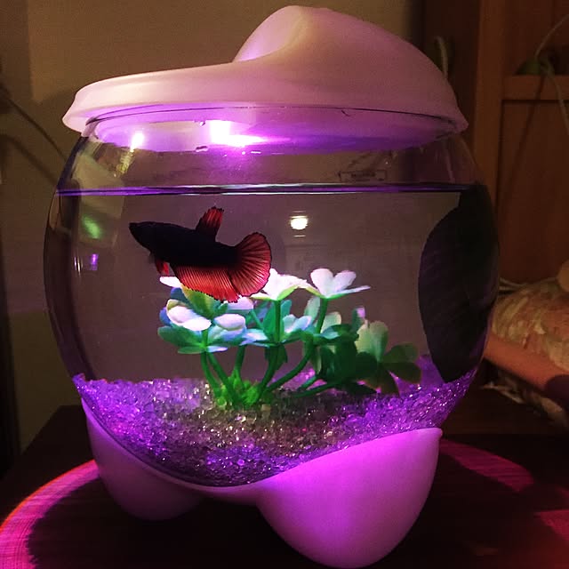 wildswanさんの実例写真