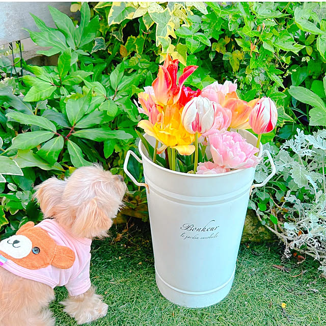 花のある暮らし/犬との暮らし/おうち時間/犬と暮らす/季節を感じる暮らし...などのインテリア実例 - 2023-04-27 21:16:10