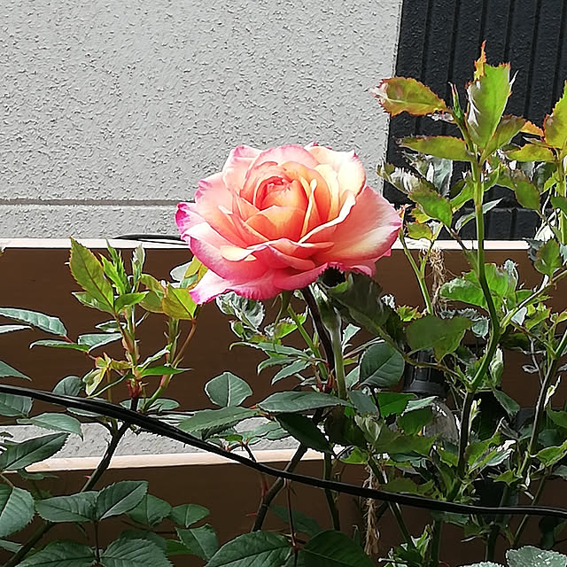 kazuさんの実例写真