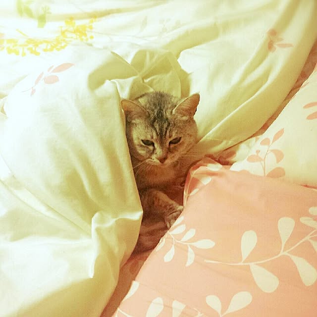 ginkoさんの実例写真