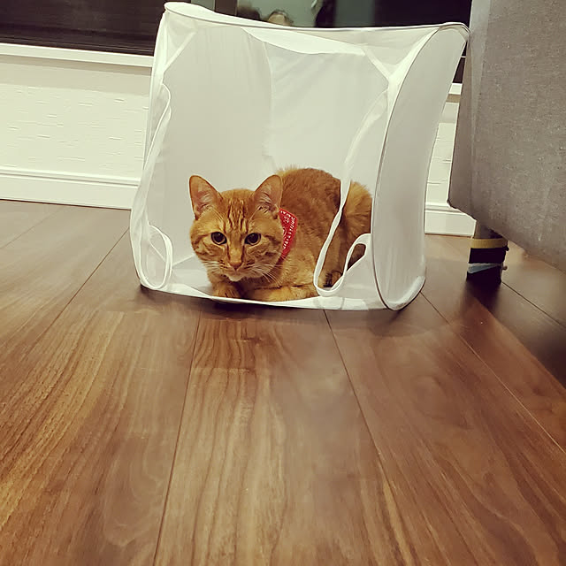 miiさんの実例写真