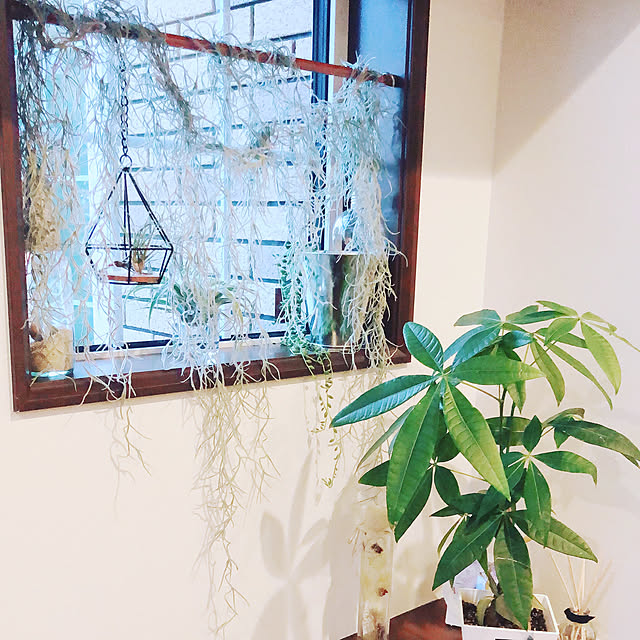 観葉植物/玄関/入り口のインテリア実例 - 2020-05-29 22:26:31