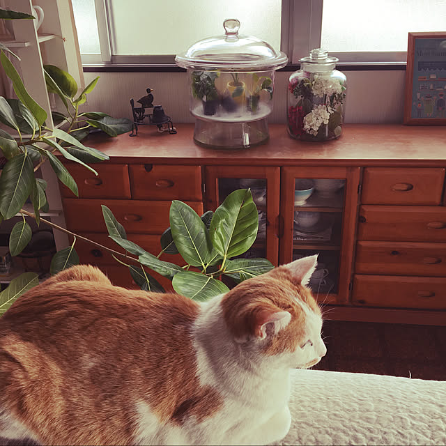 cattowerさんの実例写真