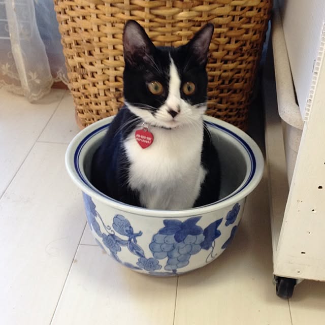 kimishigureさんの実例写真