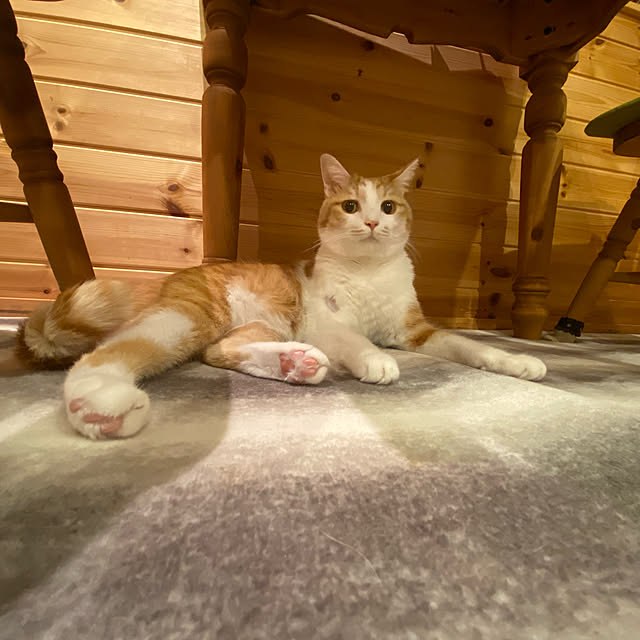 senbei.sakuramochiさんの実例写真