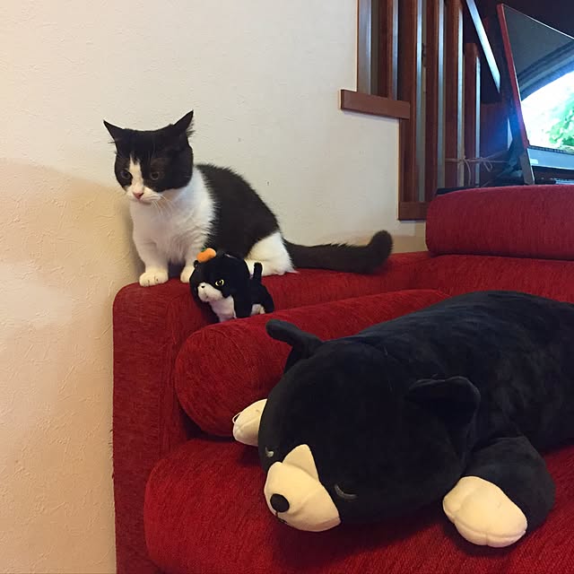 butachanさんの実例写真