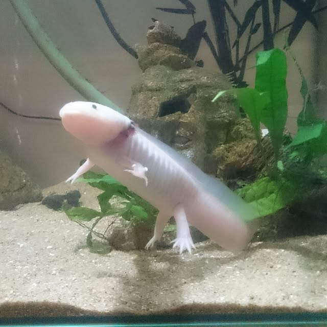 tonderuさんの実例写真