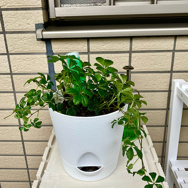 YuuKoさんの実例写真