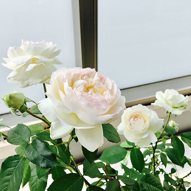 yakitoripieさんの実例写真