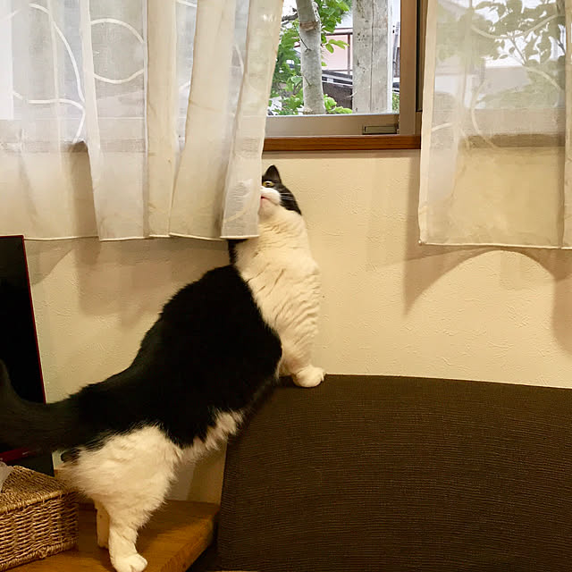 butachanさんの実例写真