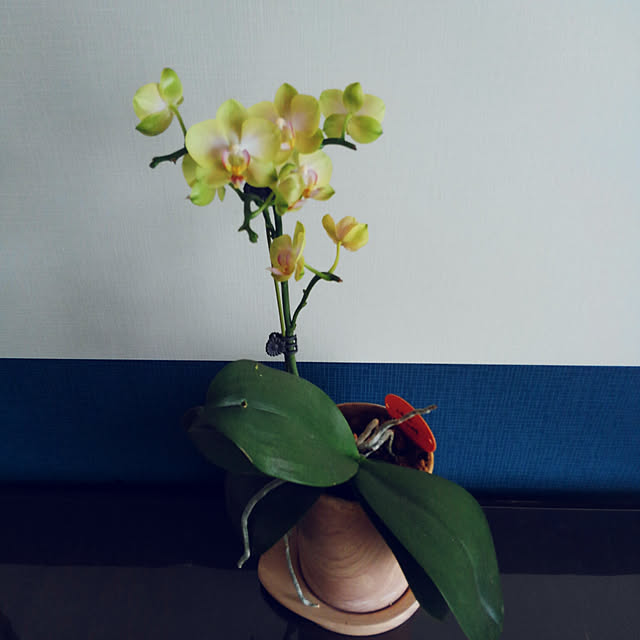 NORIRINさんの実例写真