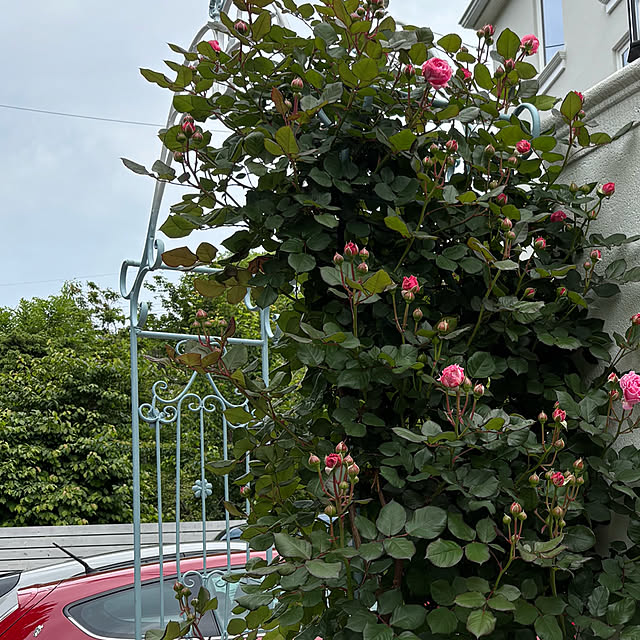 choさんの実例写真