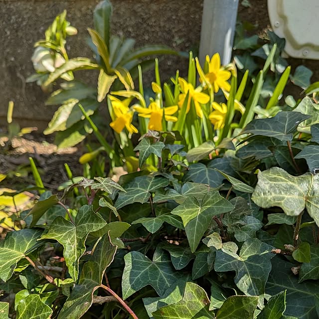 Renさんの実例写真