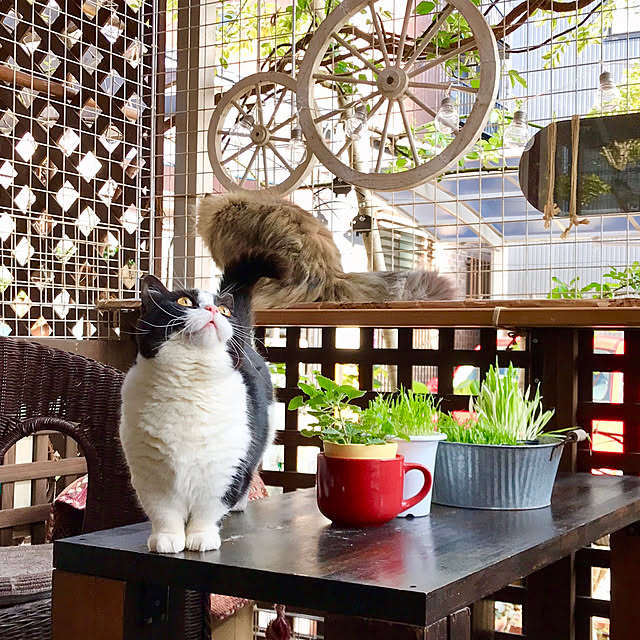 butachanさんの実例写真