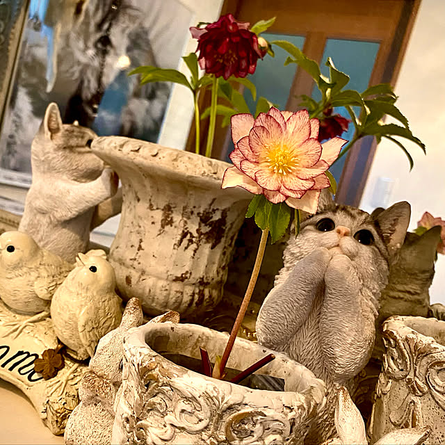 butachanさんの実例写真