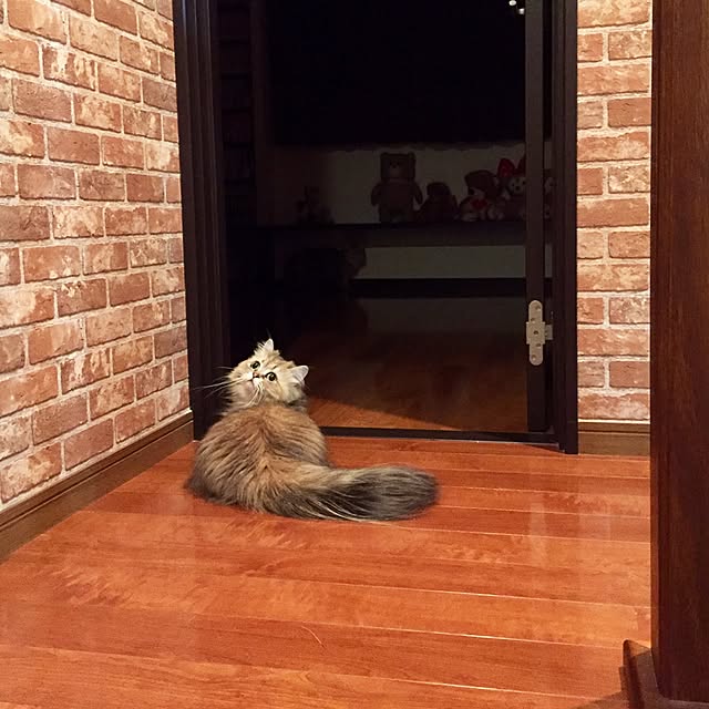 butachanさんの実例写真