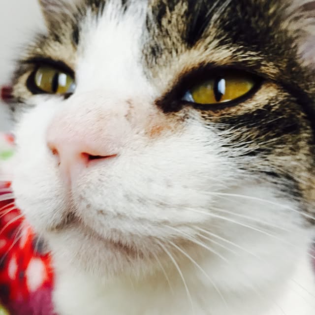 minkokoさんの実例写真