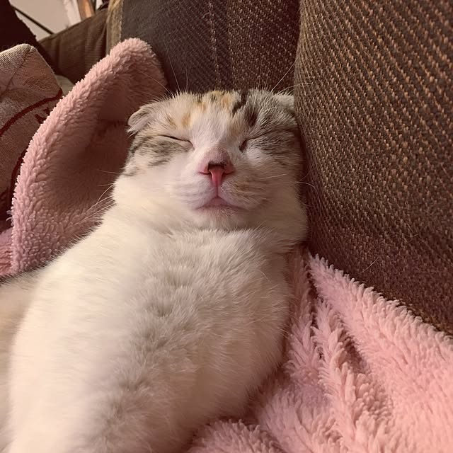yokkochanさんの実例写真