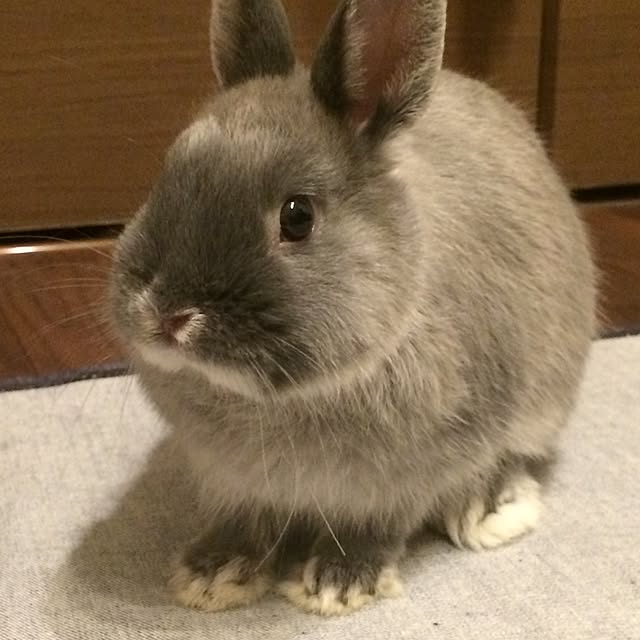 sippoさんの実例写真