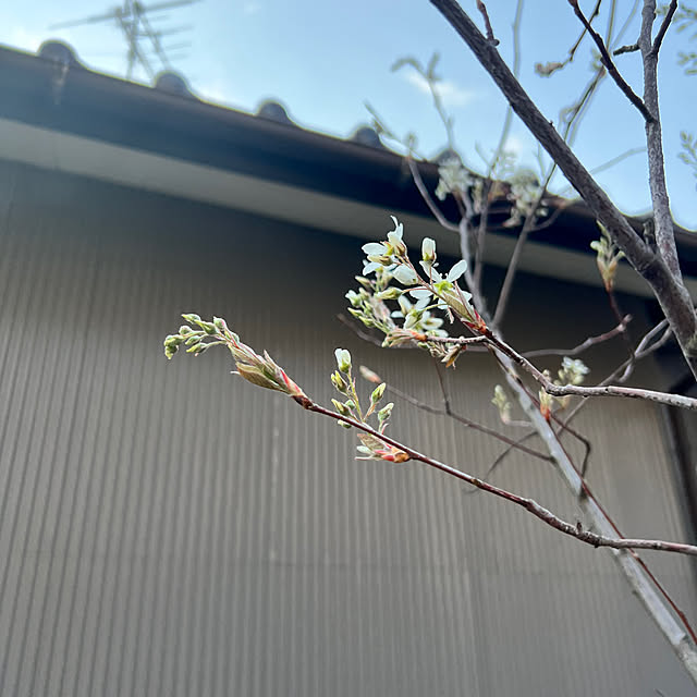 fxs-rrさんの実例写真