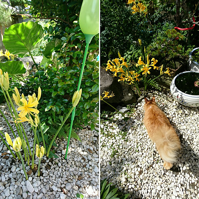 uchizukonyanさんの実例写真