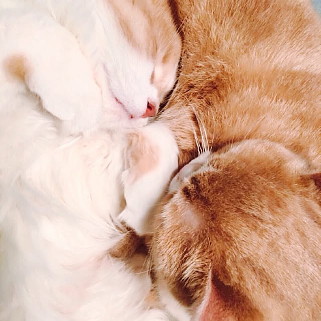 maruさんの実例写真