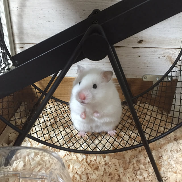 harukaさんの実例写真
