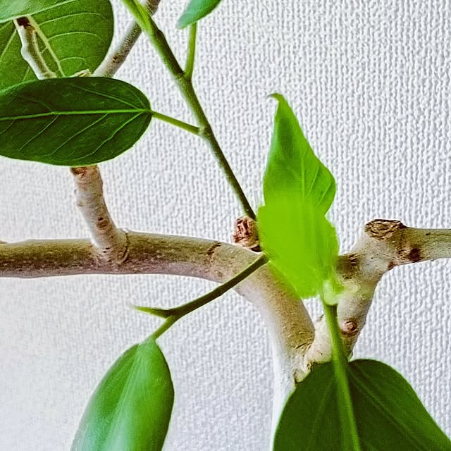 hanachanさんの部屋