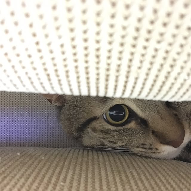 baronkotarouさんの実例写真