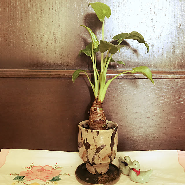 fuyiqian1026さんの実例写真