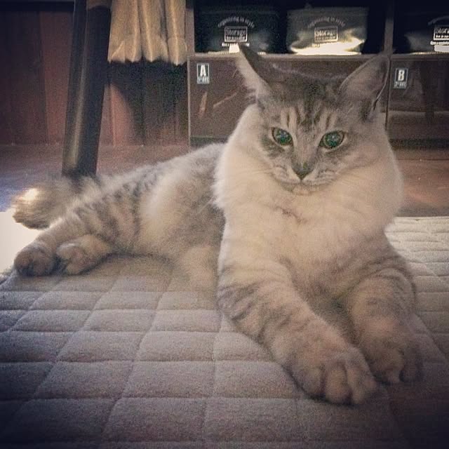 ayu__mamanさんの実例写真