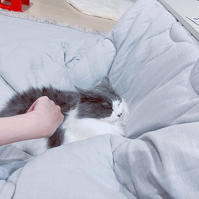 Amelieさんの実例写真