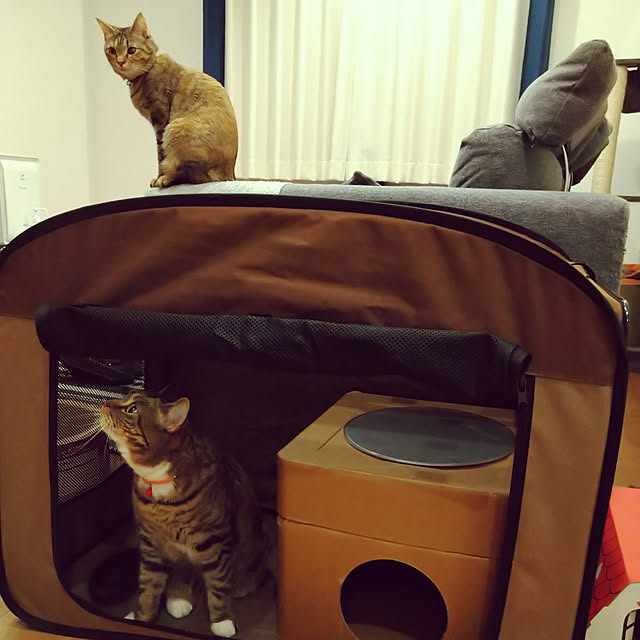 mochicoさんの実例写真
