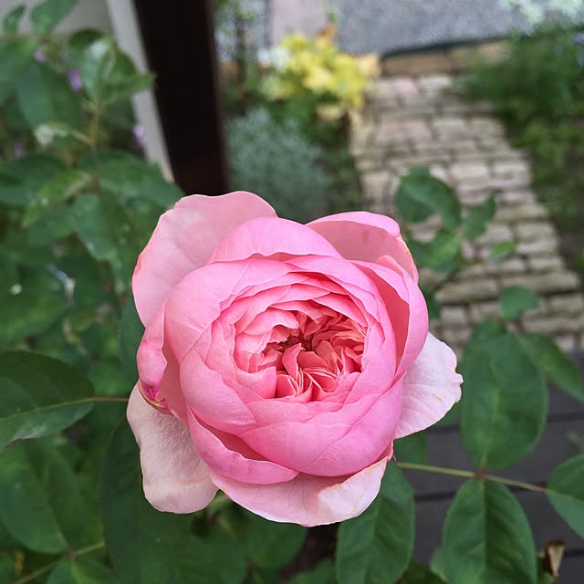cherryさんの実例写真