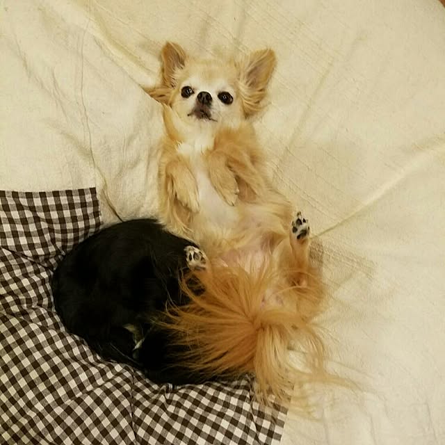 teruさんの実例写真