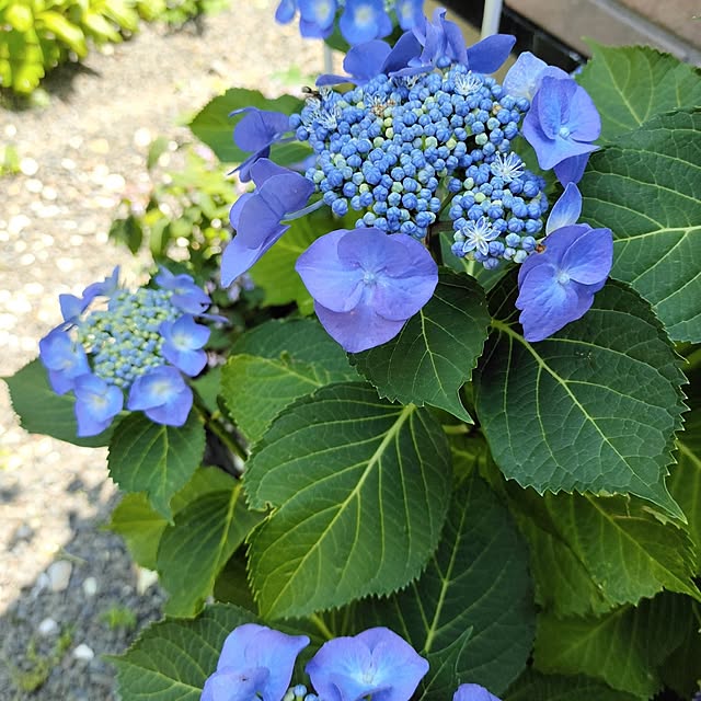 kiraさんの部屋