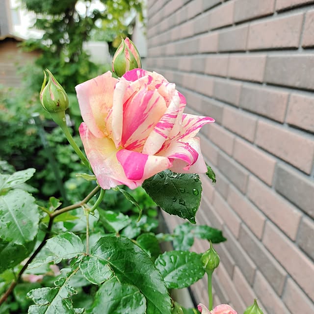 kiraさんの部屋