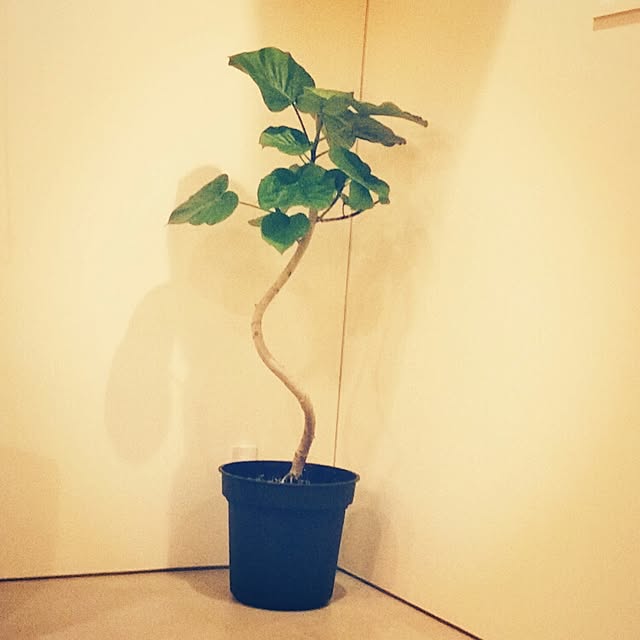 hitoshisamaさんの実例写真