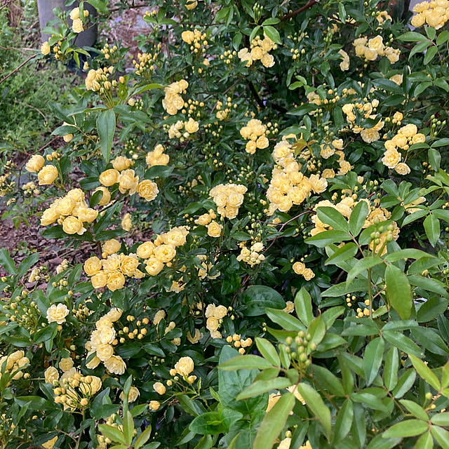 amiromikaさんの部屋