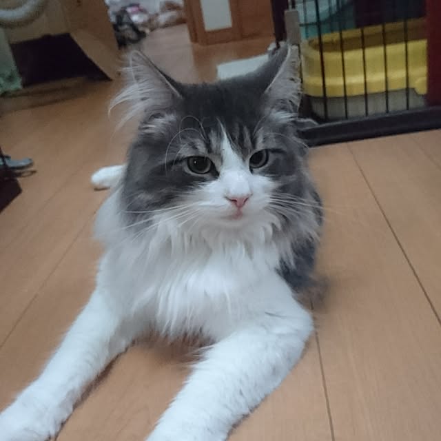 shinobuさんの実例写真