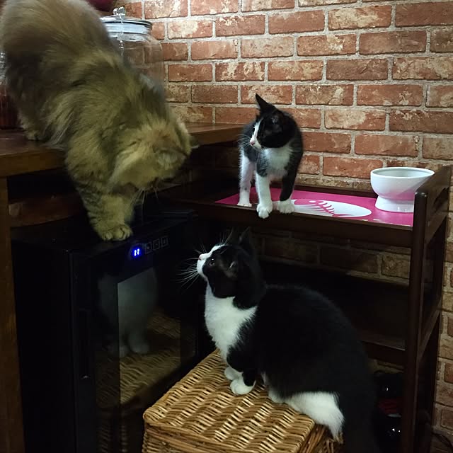 butachanさんの実例写真
