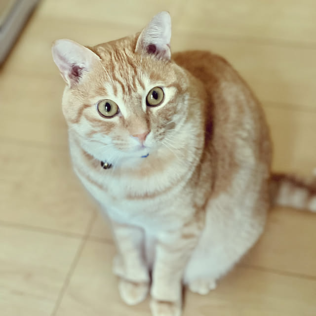 chiiさんの部屋