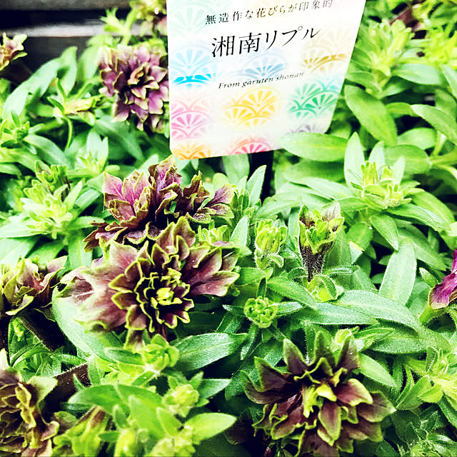 nyaaさんの実例写真