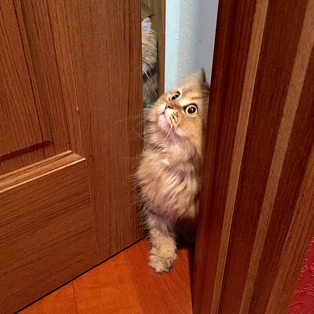butachanさんの実例写真