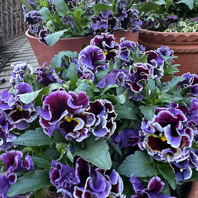 mamizaさんの部屋