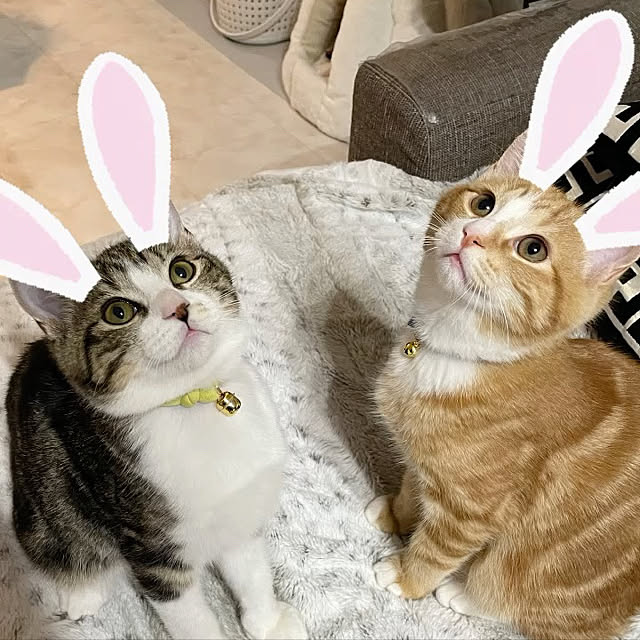 maimaiさんの実例写真