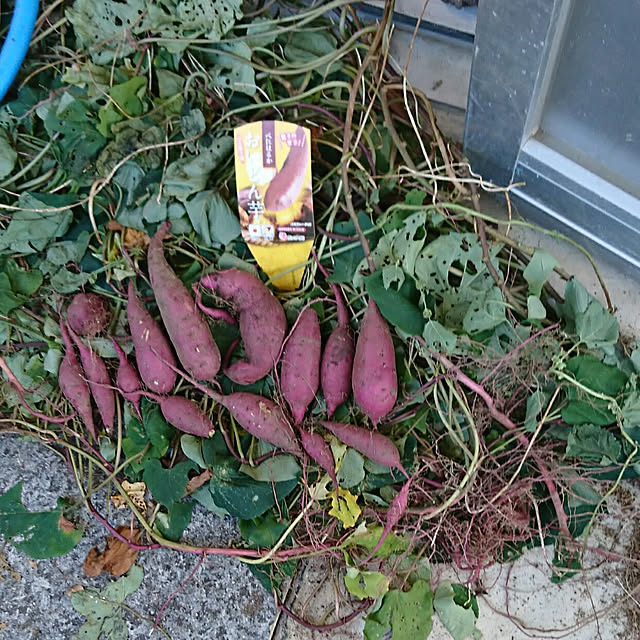 yuukyさんの実例写真
