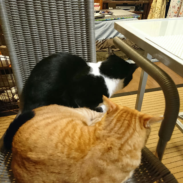 okyosan101さんの実例写真
