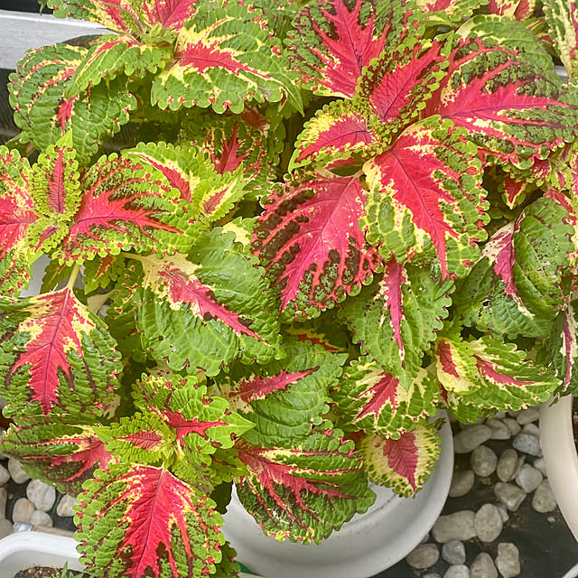 YuuKoさんの部屋