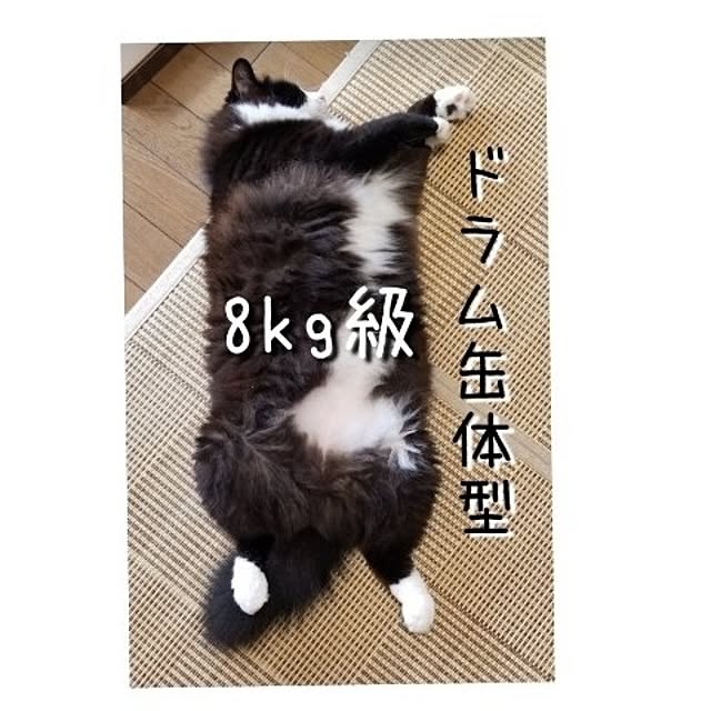kankanmom_horn_5catsさんの部屋